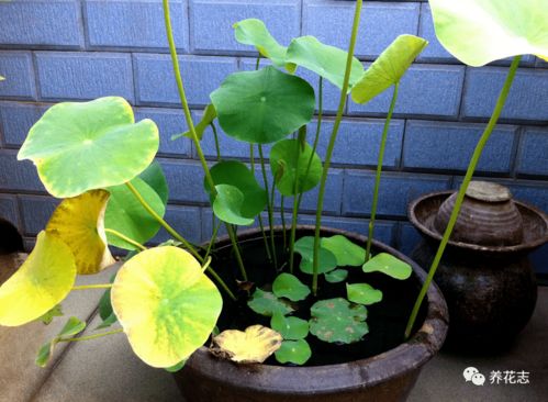 夏日炎炎，室内空气污染如何是好？