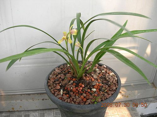 黄铜钱草四大美品，爆款花卉必备！