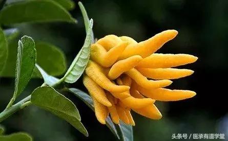 佛手与玫瑰， 相遇是缘