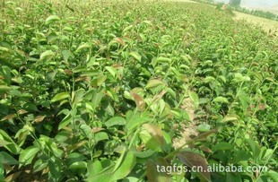 上饶山茶油树苗供应——广西优质山茶油种植基地联系方式