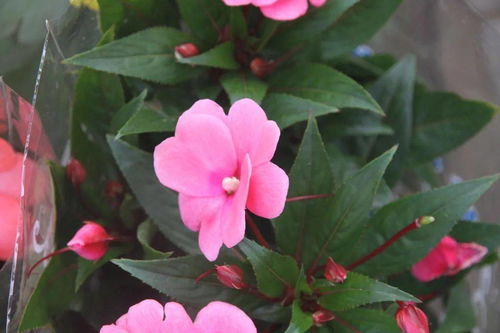 凤仙花幼苗怎么养？