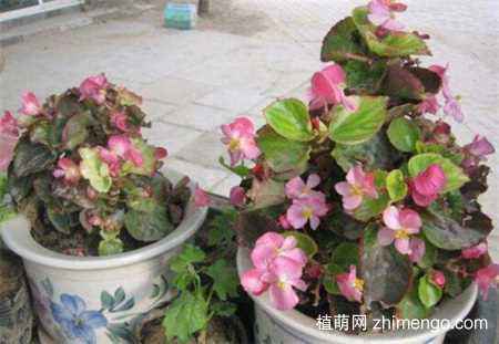 阳光不够， 叶子就闹情绪