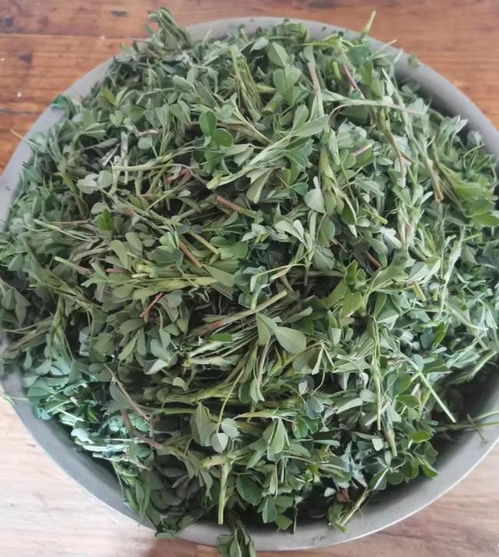 苜蓿菜新鲜嫩绿图集：这些苜蓿菜图片