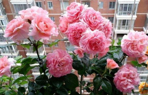 花期长：花开不断， 乐在其中