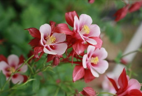 山茜花、 百合花、报春花：富贵纯洁，招财进宝