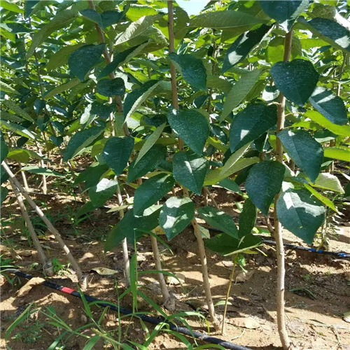 规格不同，价格也不一样