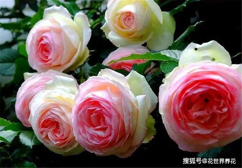 肥料选择，蔷薇的个性需求