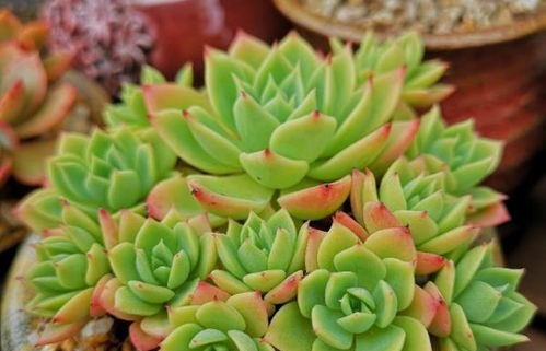 多肉锦：爆款花卉，品种繁多，养眼必备