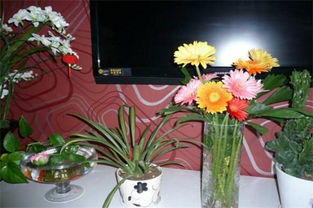 非洲菊种植心得：傲娇花儿的养护之道