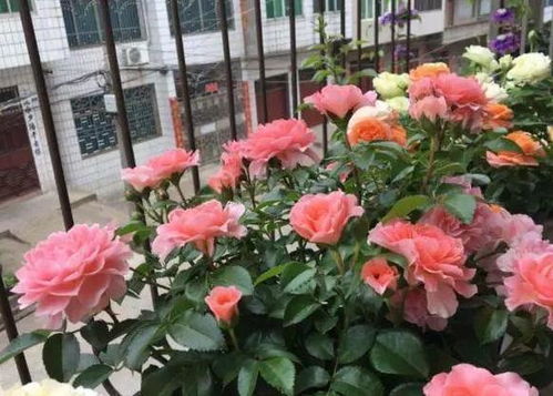 月季花盆选择技巧与养护要点，如何让月季花在花盆中茁壮成长