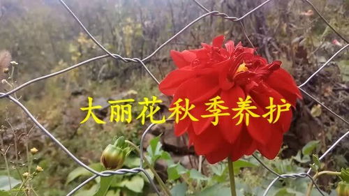 狗牙花秋天如何浇水施肥？