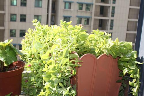 紫藤花，耐寒还是不耐寒？