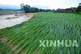 南方暴雨天种什么草存活率高？