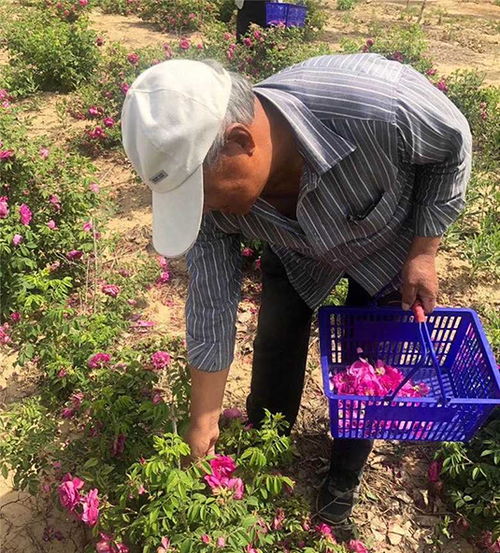 养花的意义：玫瑰带来的梗多价值