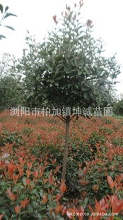 柏加镇坤诚苗木基地， 位于湖南省浏阳市柏加镇双源村