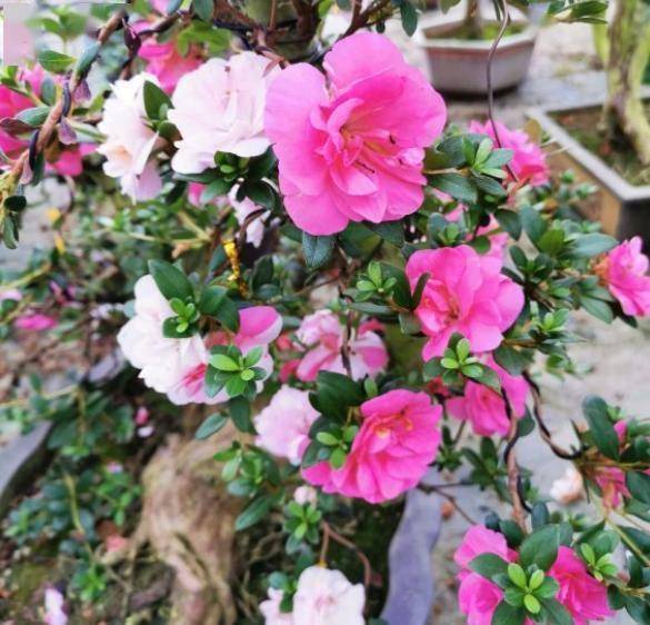 杜鹃花分株最佳时机：春末夏初，分株后精心养护！