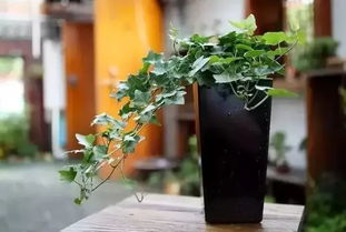 烟的制作材料揭秘