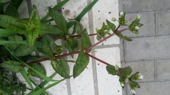 别信商家吹的天花乱坠：认准本地苗圃培育的品种