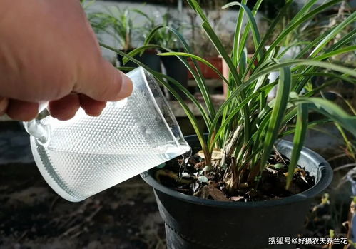 多肉约瑟琳长平养护：适量浇水