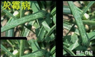 叶子白点，是虫害还是病害