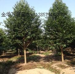 含笑树与乐昌含笑：两种不同的绿色伙伴