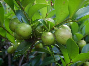 产业化种植， 播种繁殖的优势
