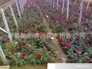 丰花月季：园林中的常客