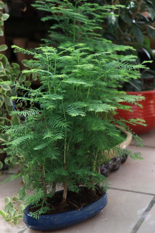 雪松——耐寒的守护者