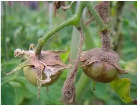 灰霉病害的症状及防治方法