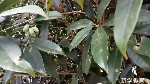 桂花树会结果吗？看完这篇你就知道了