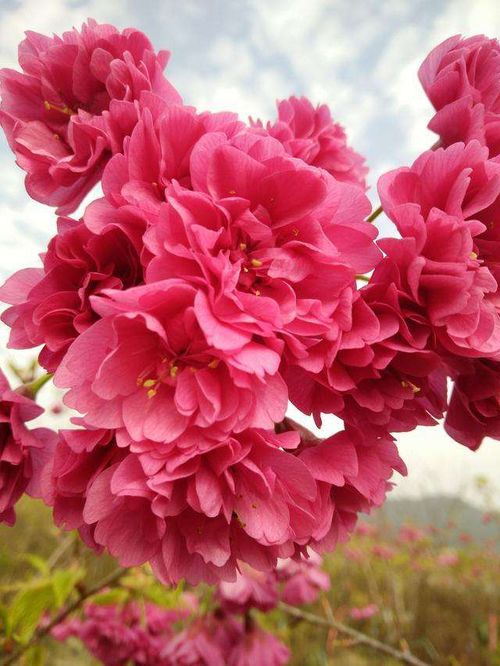 山樱花，春之使者