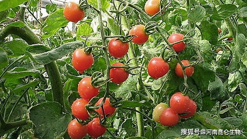 冬季番茄如何科学浇水冲肥？如何避免肥水流失