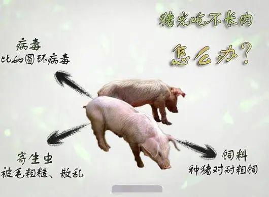 如何挑选动物保健饲料添加剂，避免新手踩坑？
