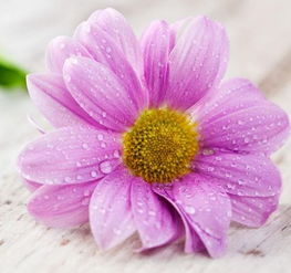 养花与身心健康：色彩的魔力