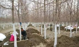 移植后的养护， 你不嫩大意