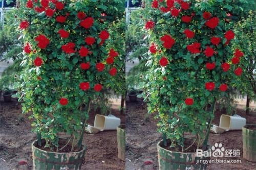 月季小苗的华丽蜕变：如何一年长成大苗？