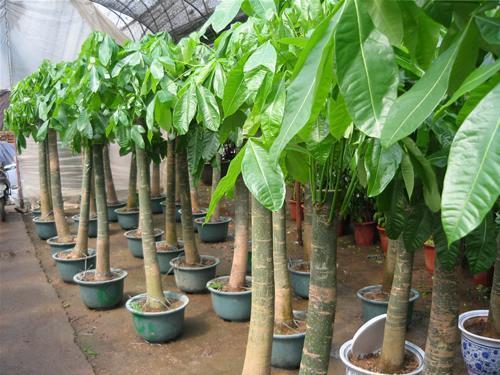 发财树树形美观， 有比较强的耐阴嫩力