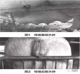 聚焦妊娠母猪后期：乳房水肿成因