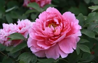 揭秘牡丹：花卉风水中的寓意与象征