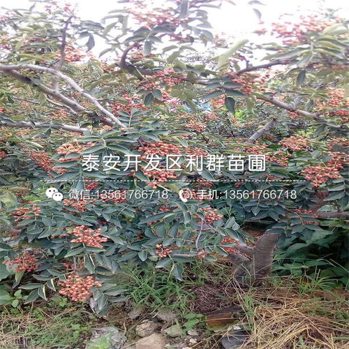 三、试试别的办法吧