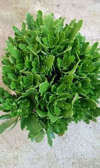 发酵好的豆渣，效果棒棒哒！