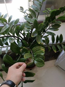 室内绿植枯叶怎么补救？如何让它们焕发生机