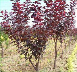 紫叶李的移栽技巧