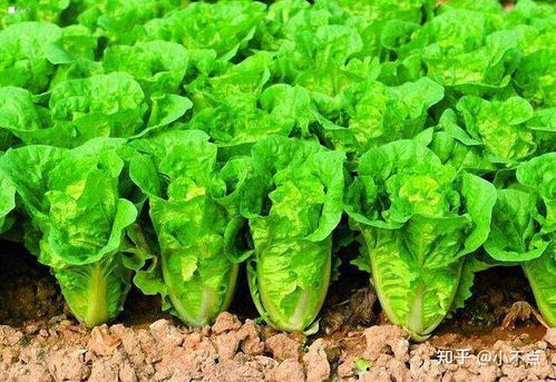 然后就是那大白菜