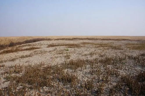 抗碱抗旱中药材大盘点