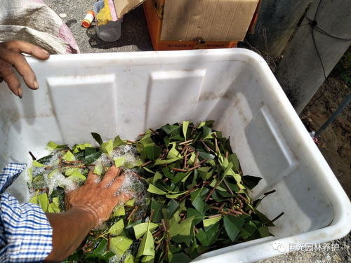 插穗腐烂与生根困难的困扰