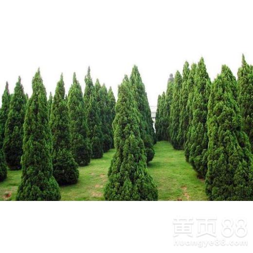 洗头效果，各说各话