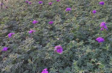 时令草花：草本的季节变奏曲