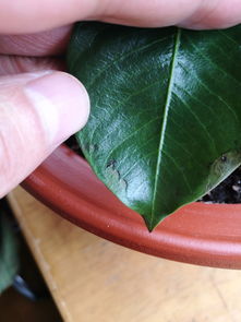 浇水过多， 叶子枯黄