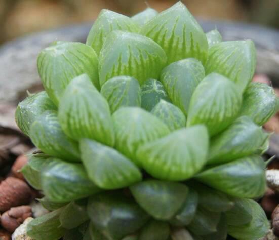 多肉玉露植物如何浇水？浇水量和频率有讲究吗